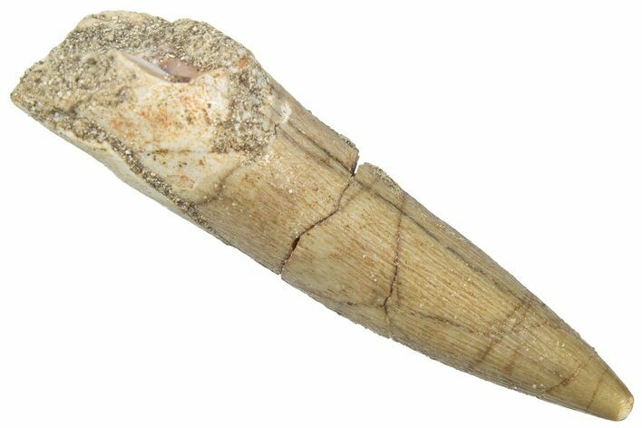 Fossil Plesiosaur (Zarafasaura) Tooth - Morocco #298281